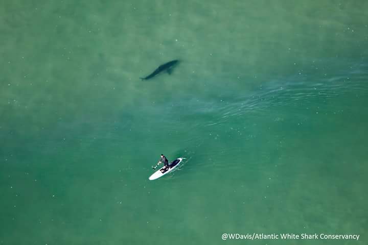 BiologistDan's tweet photo. This #GreatWhite #Shark swims peacefully past a paddle boarder near #CapeCod yesterday. Sharks are not dangerous monsters. https://t.co/ZT1DZic1ps