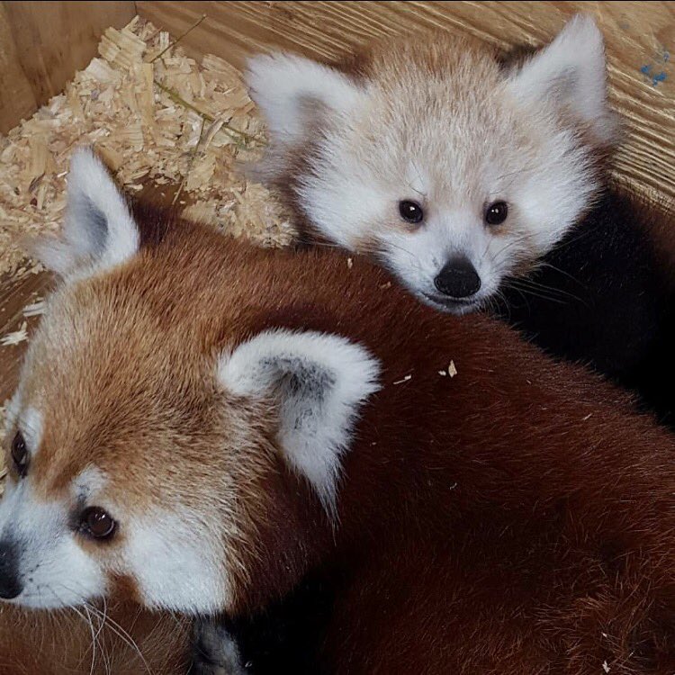 okczoo's tweet photo. Saturday morning smiles from Sabi and Jaya❤️☀️ #ambassadorsofawe #redpanda #conservewhatyoulove https://t.co/xL0Kxp3Pbi