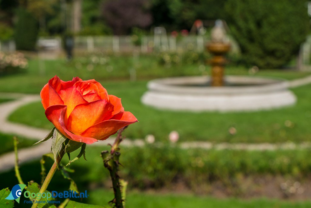 In het #Rosarium bloeien de rozen nog in september #Utrecht #Oudwijk oogopdebilt.nl/2016/10/08/ros…