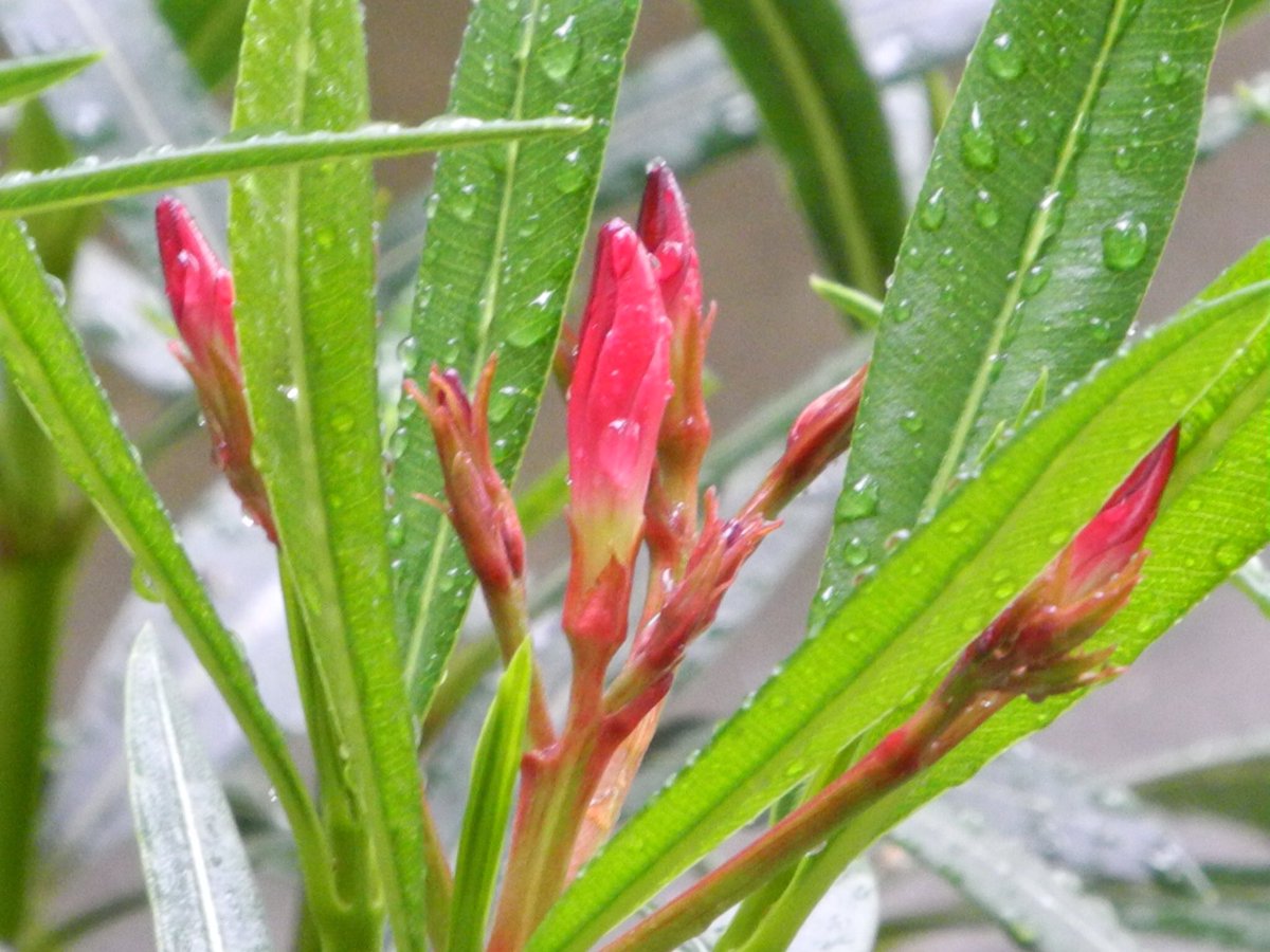 b_newyork2810's tweet photo. Oleander still blooming. #NotYetFall in Germany. https://t.co/VONvht1kll