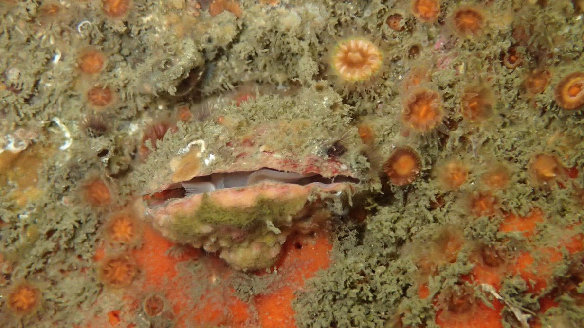 AndrewHarmer2's tweet photo. The #brachiopod, #Terebrataliatransversa has existed as a distinct species for over 20 million years #livingfossils #Myoceneage https://t.co/lggmxg4jH0