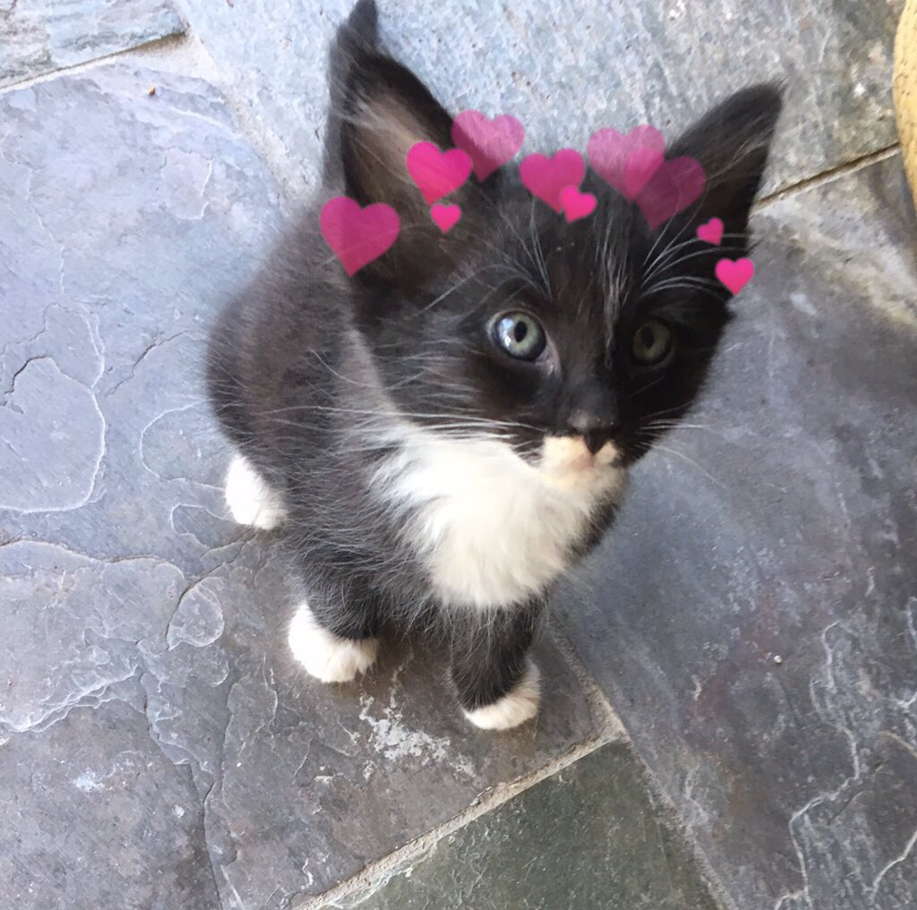 catswithearts's tweet photo. https://t.co/yOkf7TBHFp