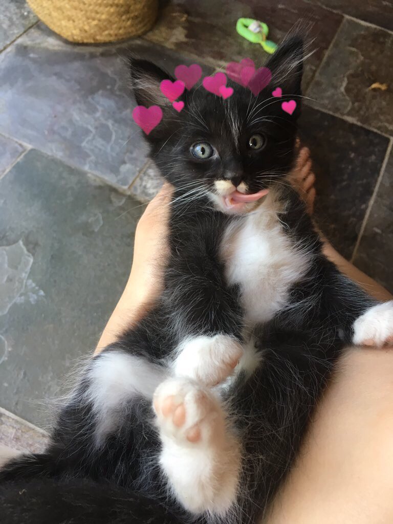 catswithearts's tweet photo. https://t.co/yOkf7TBHFp