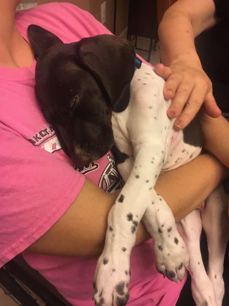 JamieBuccellato's tweet photo. @Mariaharmon8 puppy cuddles🐾 https://t.co/pmYsDxYNmg