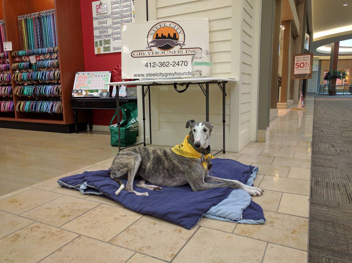 steelcitygreys's tweet photo. #Houndvol Nina is ready for lots of petting and willing to answer all of your retirement questions. Come visit at Moochie and Co. until 4! https://t.co/AR4Sp4ru9T