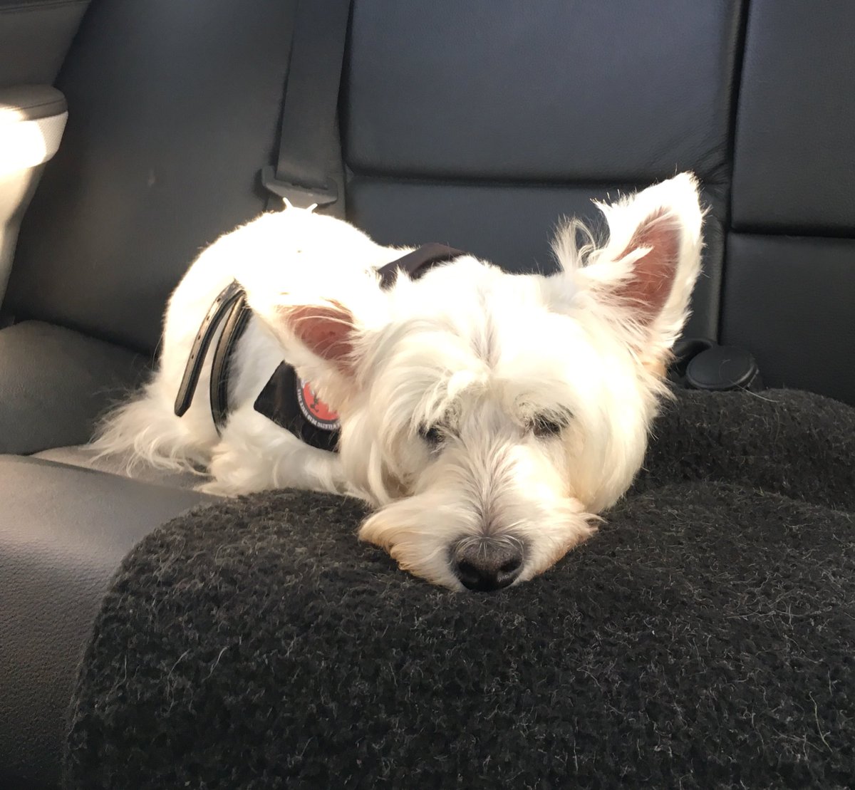 kikostott1's tweet photo. "This so boring" #wanttogohomenow #roadtrip #ZSHQ https://t.co/jCekAoFEYW