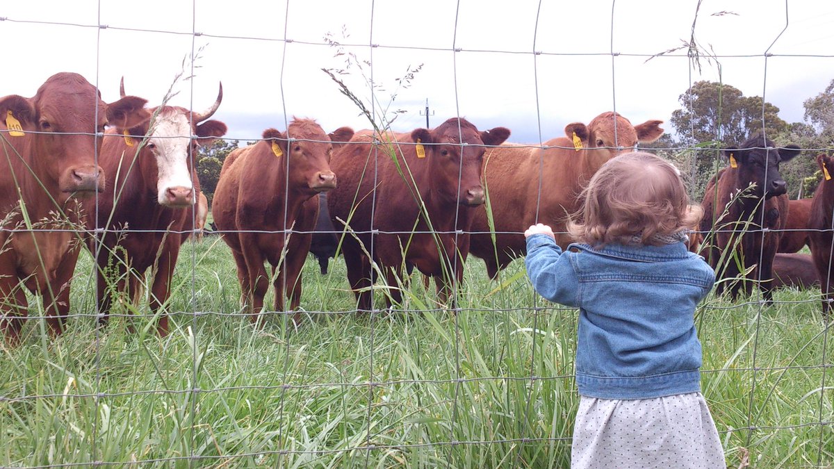 ShirleyG_sa's tweet photo. Beefcakes #carnivore #prettycow https://t.co/G71tlvuCiV