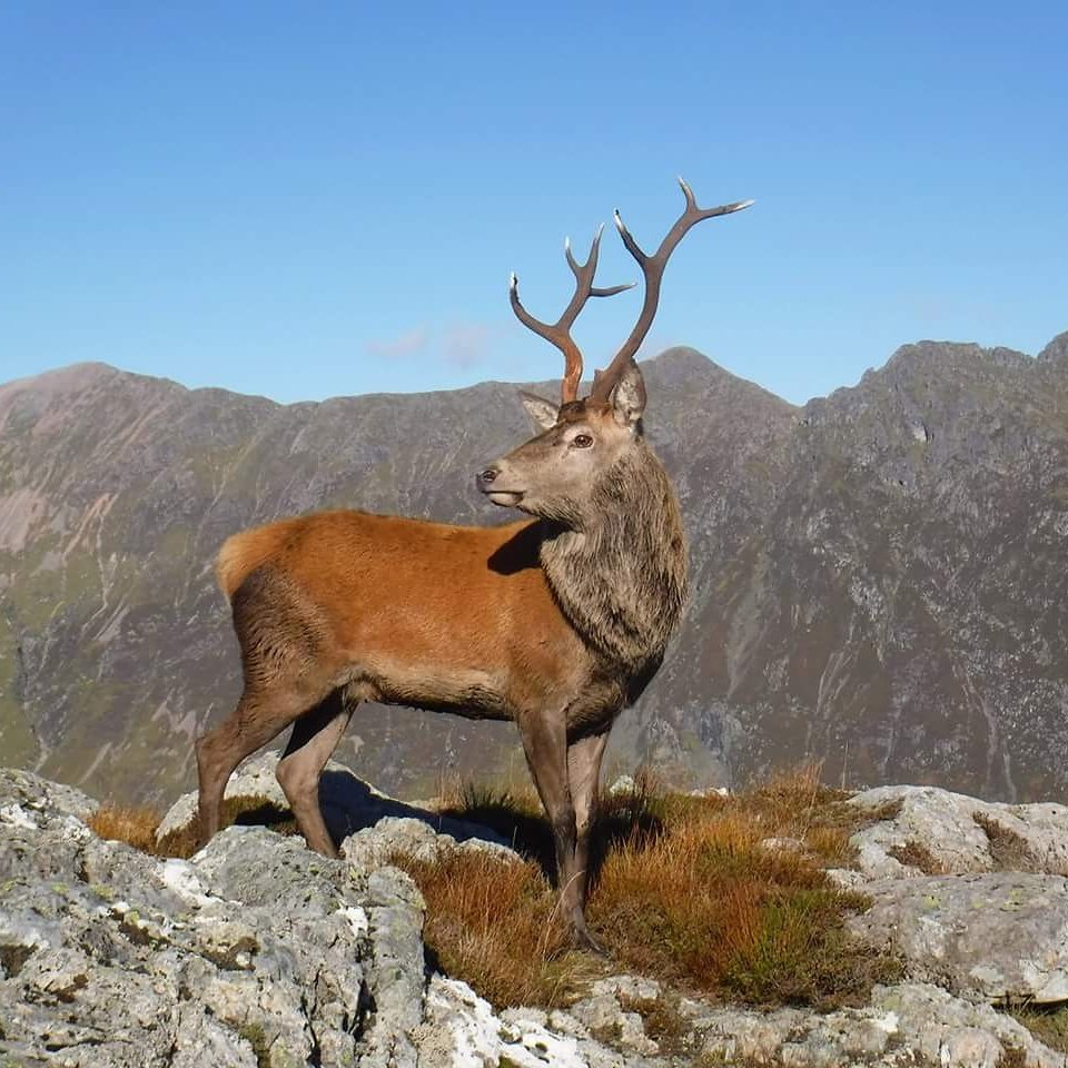 AndySpink1's tweet photo. #walking #munros #munrobagging #scotland with #hebrideanpursuits #autumn #guide #skillscourses #hillwalking #glencoe https://t.co/UJdwuASbKP