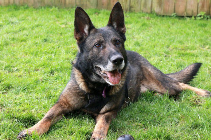 Second Chance Dog Rescue Derbyshire Second Chance Dog Rescue Derbyshire