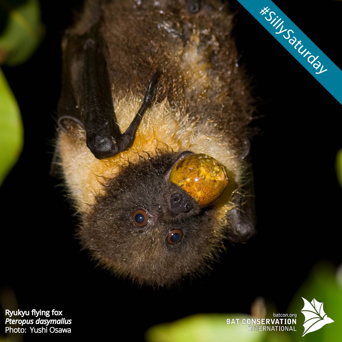 BatConIntl's tweet photo. Talk about a bad hair day. Tell us what's going on with this Ryukyu flying fox for #SillySaturday! https://t.co/jz1lsvYkoH