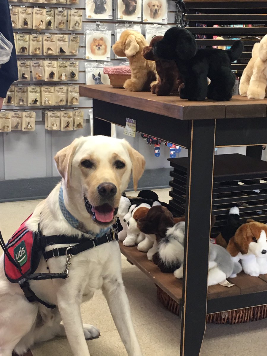 WESpolarbears's tweet photo. Aspen and Vale on their #UDServicedogs field trip to #KitchenKettleVillage https://t.co/1l3GlkQMOh