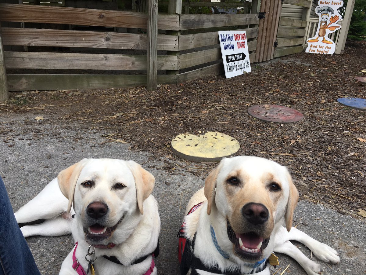 WESpolarbears's tweet photo. Aspen and Vale on their #UDServicedogs field trip to #KitchenKettleVillage https://t.co/1l3GlkQMOh