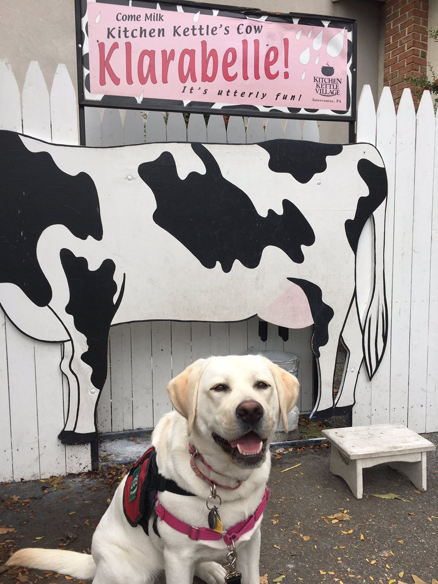 WESpolarbears's tweet photo. Aspen and Vale on their #UDServicedogs field trip to #KitchenKettleVillage https://t.co/1l3GlkQMOh