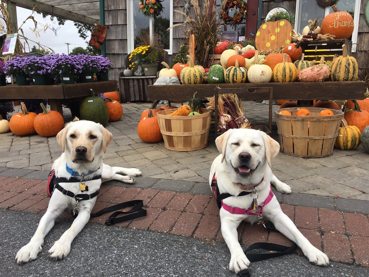 WESpolarbears's tweet photo. Aspen and Vale on their #UDServicedogs field trip to #KitchenKettleVillage https://t.co/1l3GlkQMOh