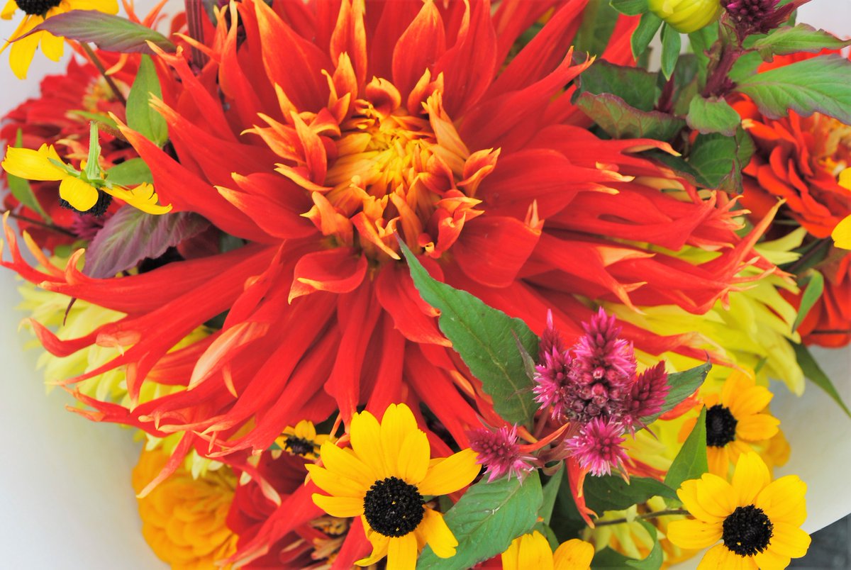 And remember to bring home flowers! We have the best right here <a href="/ShorelineFM/">ShorelineFarmersMkt</a> #farmersmarket #freshflowers #ShorelineFM #beautiful