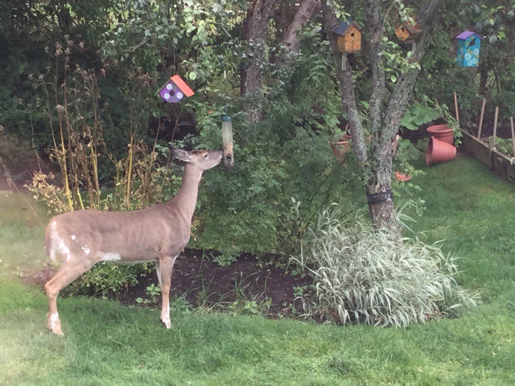 elaineframpton's tweet photo. #InMyBackyard This is why we keep running out of seeds in #Halifax #NovaScotia https://t.co/Sthd1eWZNc