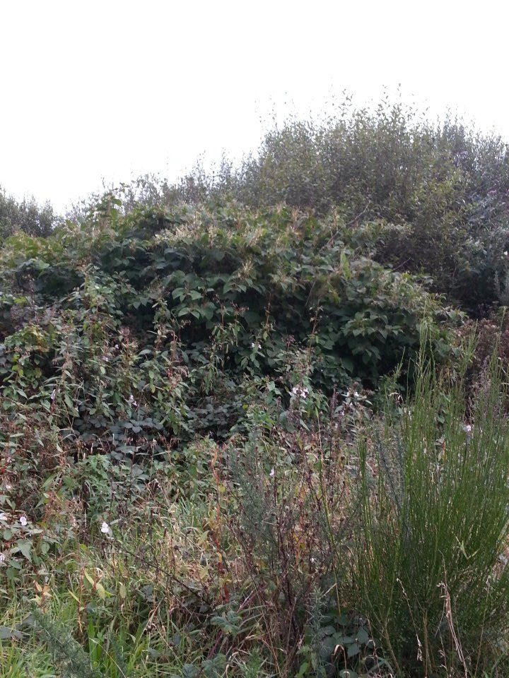 colinbolin1's tweet image. Im getting good at spotting #japaneseknotweed for @CobwebFP7