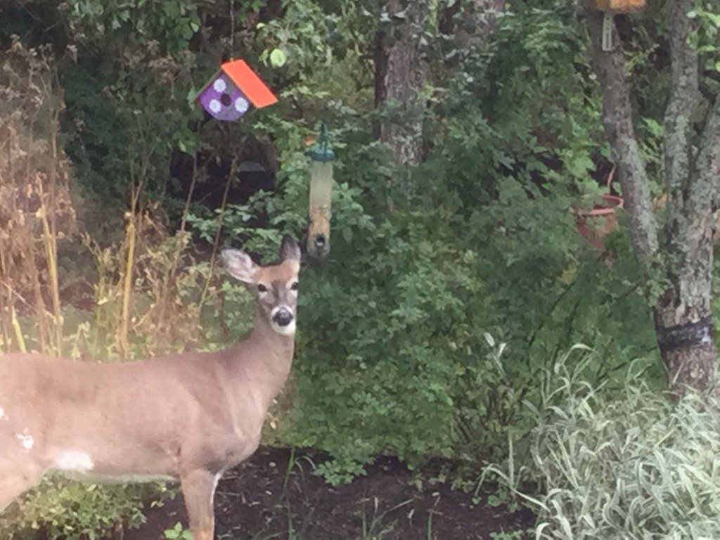 elaineframpton's tweet photo. #caughtdoingit #InMyBackyard https://t.co/XuOPlKT5uu
