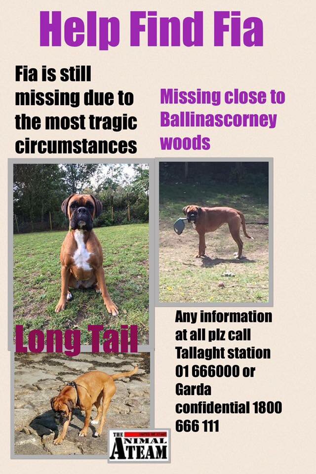 The_Animal_Team's tweet photo. #missing #findfia #boxer #Dublin 🐾🐾 https://t.co/B7pblRcGi3