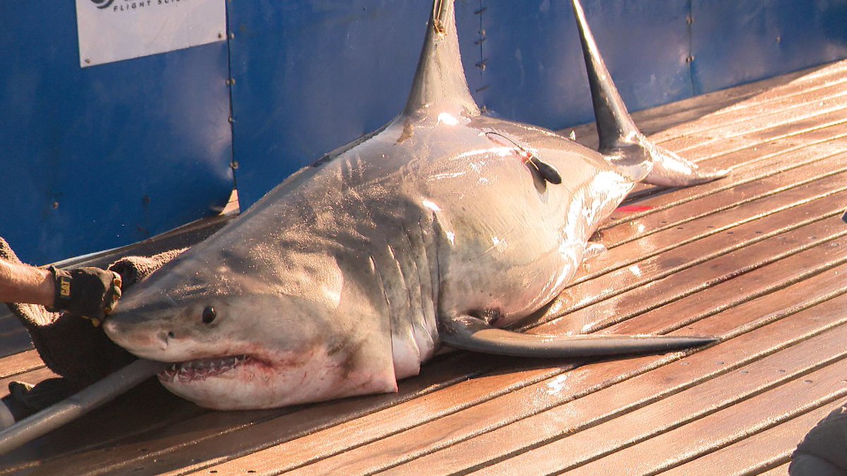 Here's a better image of the female shark <a href="/OCEARCH/">OCEARCH</a> tagged yesterday. Stories coming soon on <a href="/wpri12/">WPRI 12</a> #ExpeditionNantucket