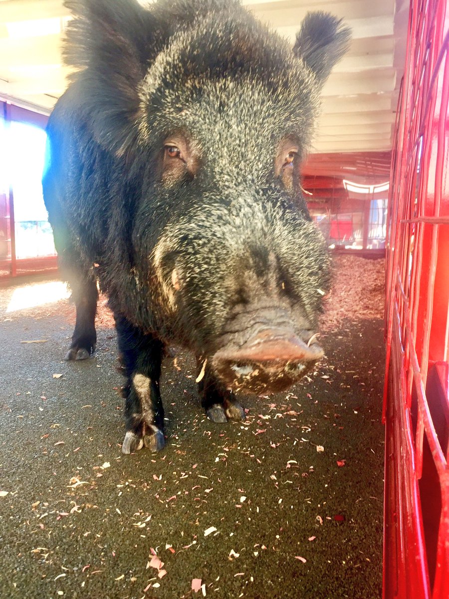 Tusk_UA's tweet photo. TUSK is pumped and ready for some @RazorbackFB! Be LOUDER! Beat Bama! #BeatBama #WPS #TUSKselfie 🐗🐗 https://t.co/NTKOujvVwI