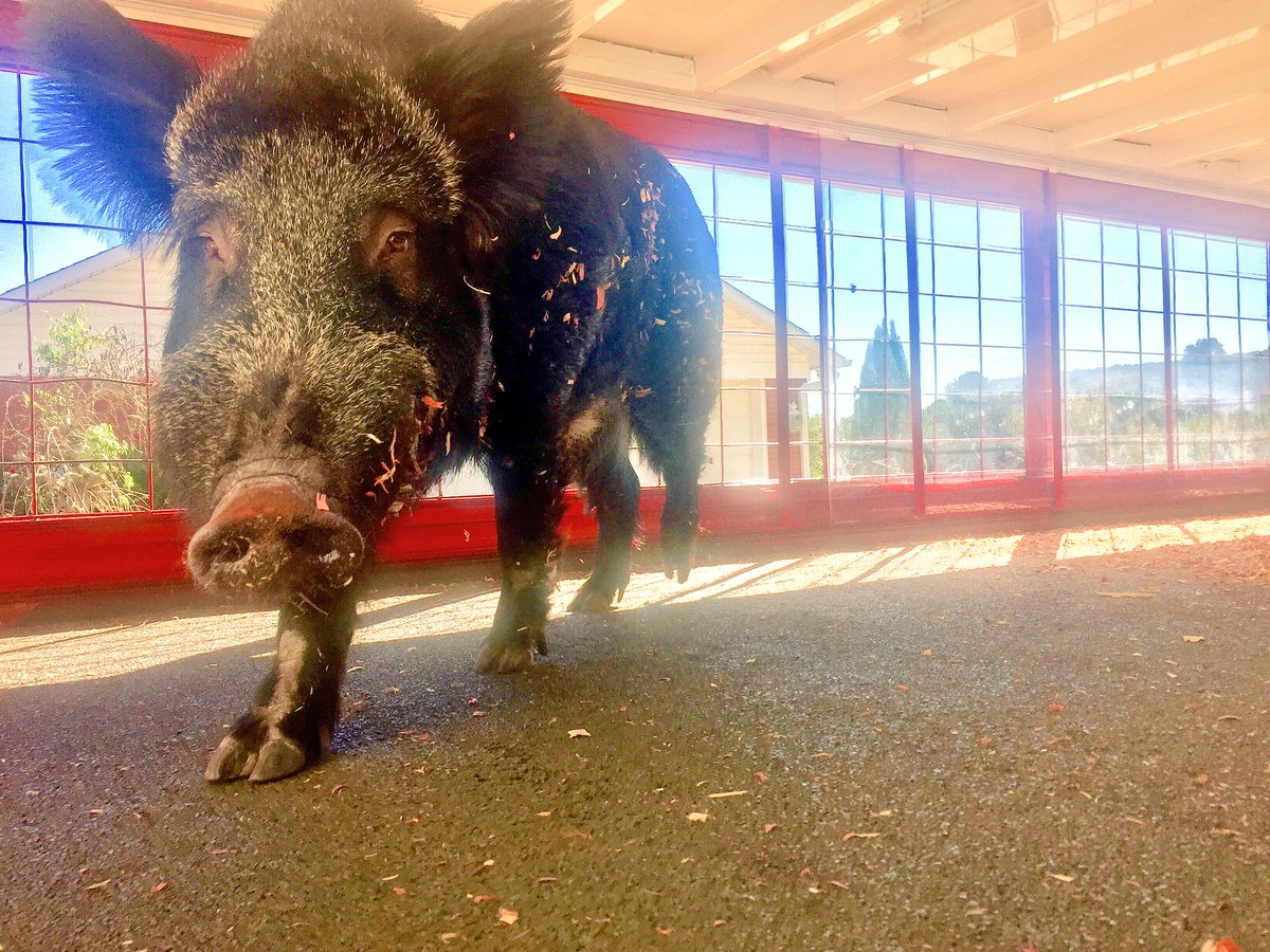 Tusk_UA's tweet photo. TUSK is pumped and ready for some @RazorbackFB! Be LOUDER! Beat Bama! #BeatBama #WPS #TUSKselfie 🐗🐗 https://t.co/NTKOujvVwI