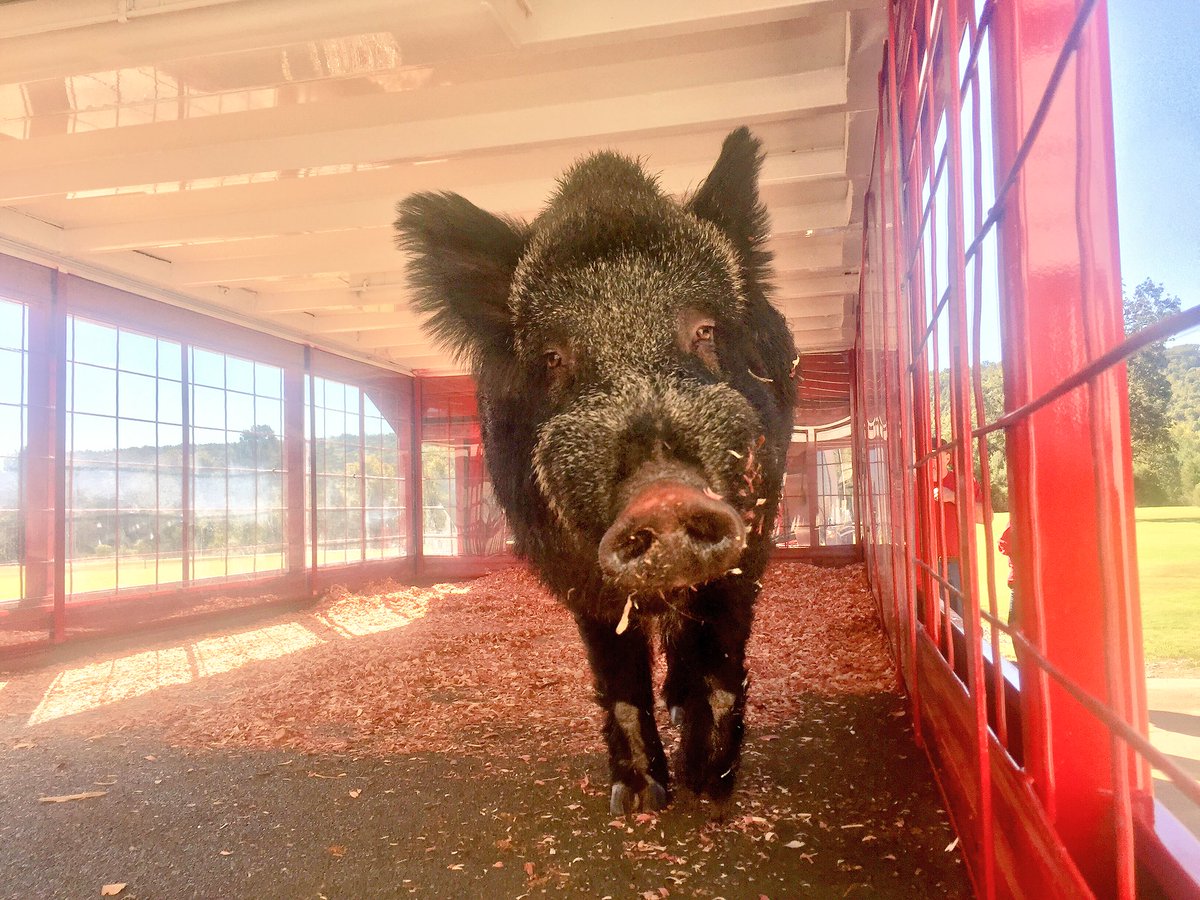 Tusk_UA's tweet photo. TUSK is pumped and ready for some @RazorbackFB! Be LOUDER! Beat Bama! #BeatBama #WPS #TUSKselfie 🐗🐗 https://t.co/NTKOujvVwI