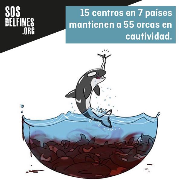 SOSDelfines's tweet photo. ¿Sabías q la mortalidad d las orcas en cautividad es 2-3 veces superior a la d las orcas en libertad? #EmptyTheTanks https://t.co/L0VsdSoPDI https://t.co/h3QIC9S0nl