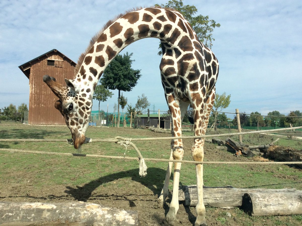 simona_cinquini's tweet photo. La grazia che hanno le giraffe... https://t.co/EfcX7ZtATX