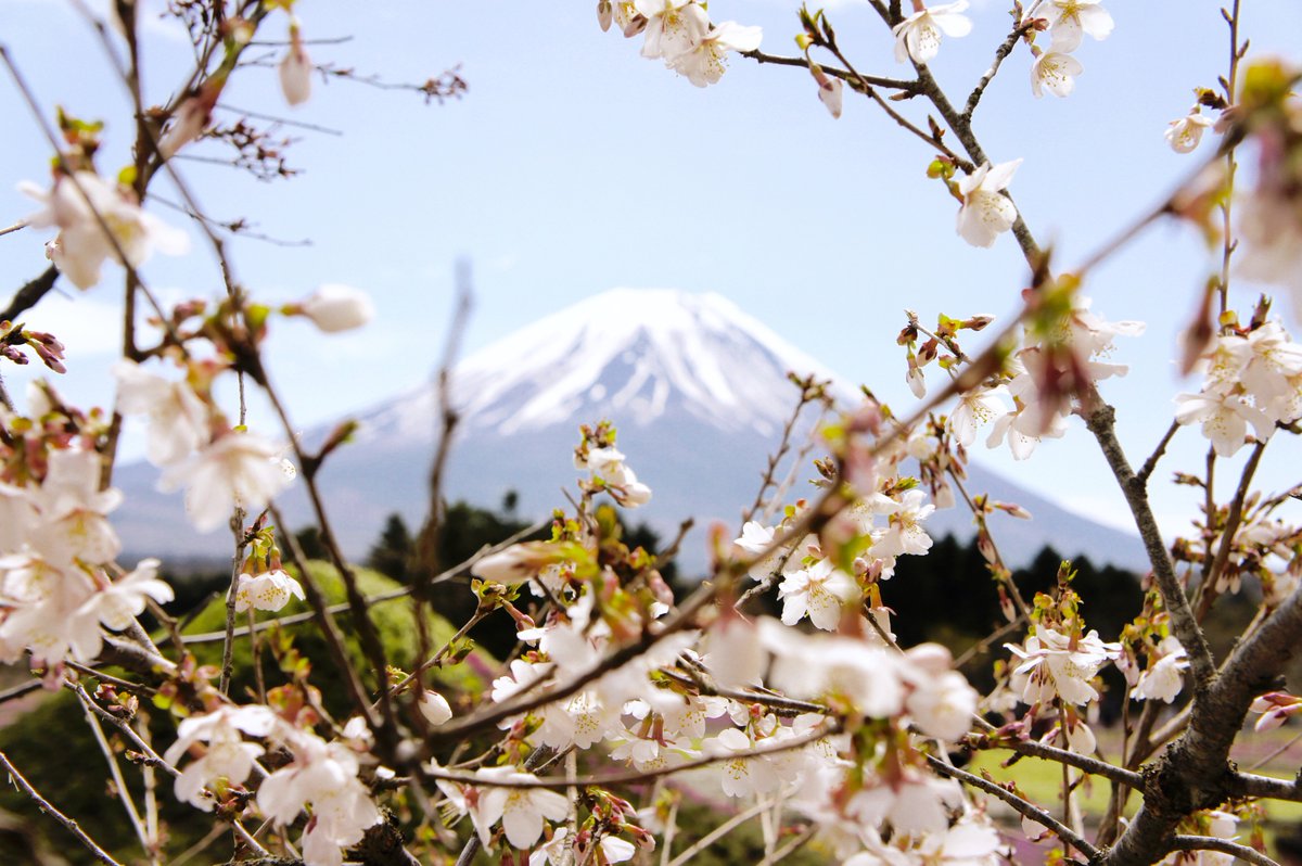 WanChinLin's tweet photo. 搜尋結果
Fuji Shibazakura Matsuri   https://t.co/L1yiK2ATtk  #LeJaponUnAutreMonde https://t.co/f8pOScPZSE