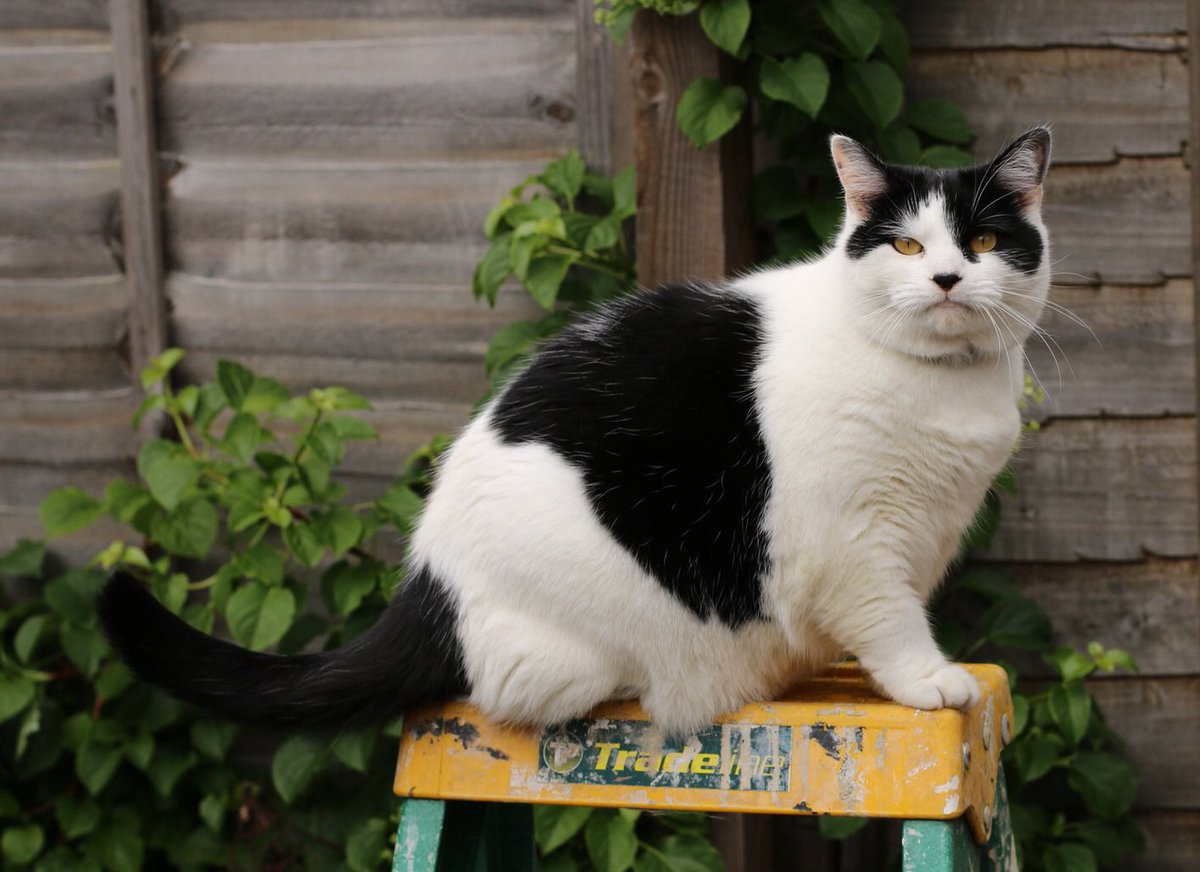 Olly_Forster's tweet photo. Our cat, Precious, has gone AWOL in the St.George/BS5 area of Bristol. Please keep an eye out for her @BristolLostPets https://t.co/aaEPzxMddI