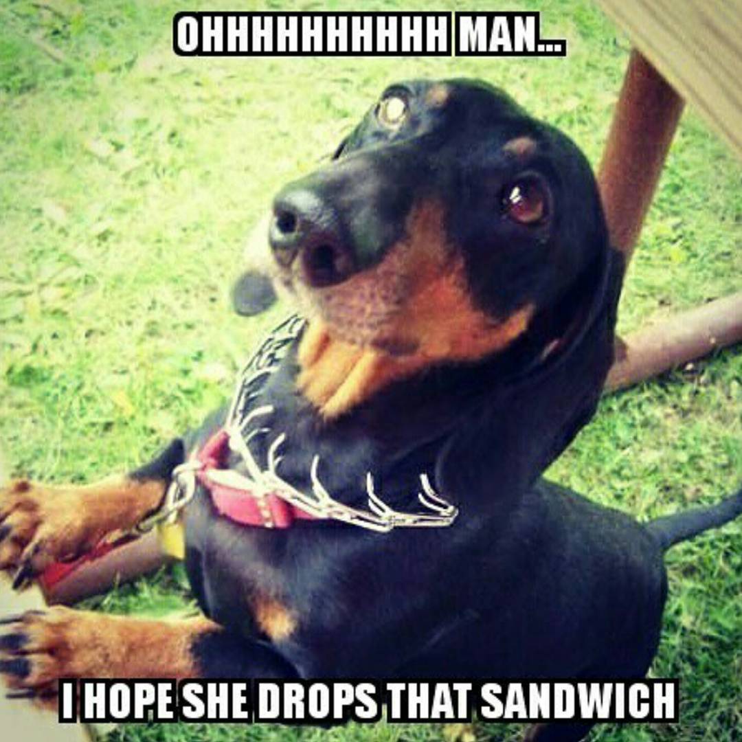 EmbraceAnimals's tweet photo. HaHaHa...
Pray for him!
#animals #animal #dog #embracetheanimals https://t.co/iM8ERCNEvb