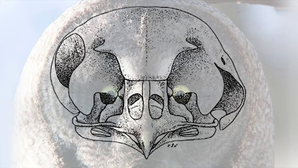 Crabtype No Twitter もふもふなフクロウの知られざる真実をまとめた True Facts About The Owl Gigazine T Co Xl63wye2cv フクロウの耳は 耳穴が左右でずれた位置にあることにより 音源の方向を立体的に認識することが可能 ほげえぇぇ T Crabtype No Twitter もふもふなフクロウの知られざる真実をまとめた True Facts About The Owl Gigazine T Co Xl63wye2cv フクロウの耳は 耳穴が左右でずれた位置にあることにより 音源の方向を立体的に認識することが可能 ほげえぇぇ T