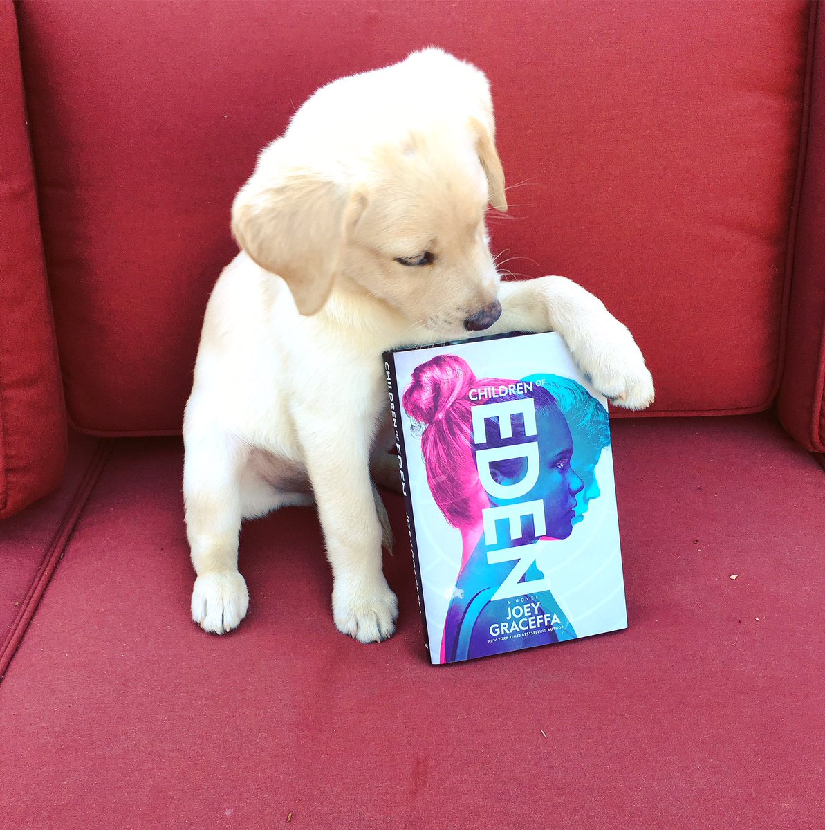shanedawson's tweet photo. Slowly turning my dog into a promo queen. Go buy @joeygraceffa's book #childrenofeden in stores now!! https://t.co/H6aK8Fp1zW