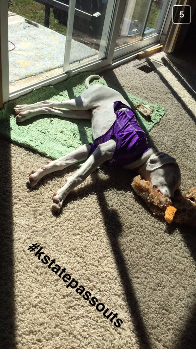 etangeman's tweet photo. reesie is already taking after her mom passing out before the game is even close to starting. #kstatepassouts. @atangeman https://t.co/DvTZ6qwgSp