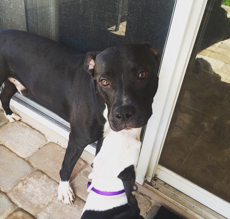 Michelleeee_BG's tweet photo. When your little sister gives you kisses 😂🙈💙 https://t.co/8DpLZorLES