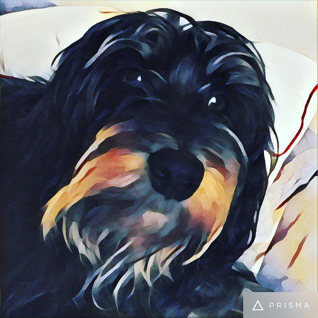 wiki_dog's tweet photo. Amazing dog picture. https://t.co/nCwpBqjuuT