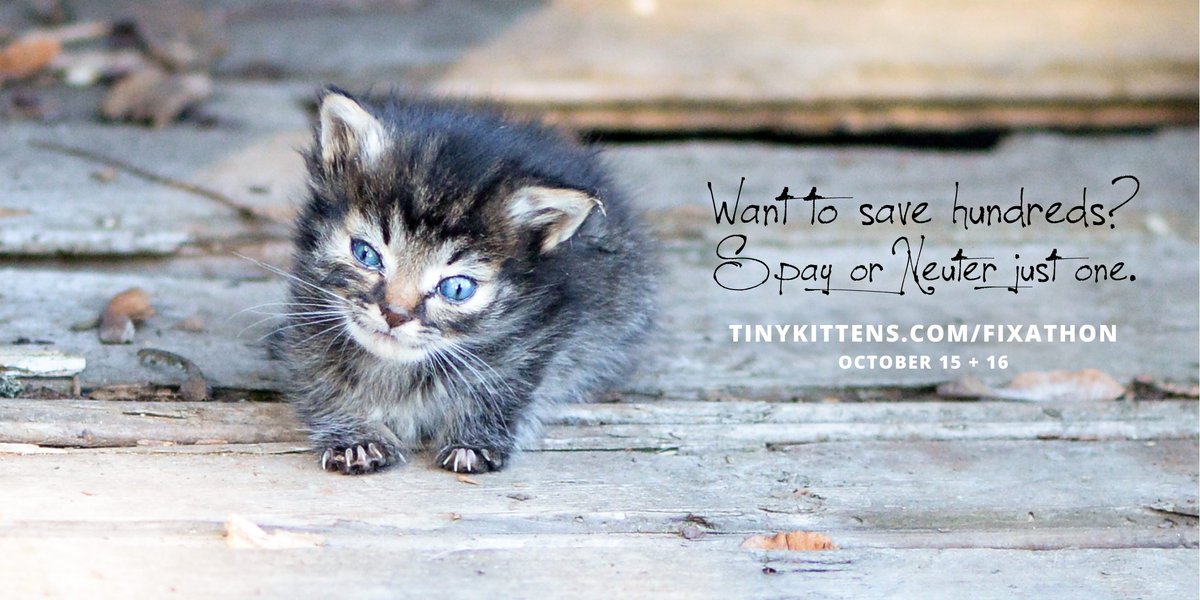 tinykittensHQ's tweet photo. We're organizing our first ever Feral Fix-a-thon in Nano's memory: https://t.co/KPpWLBdAOA https://t.co/AIvkEOTWDY