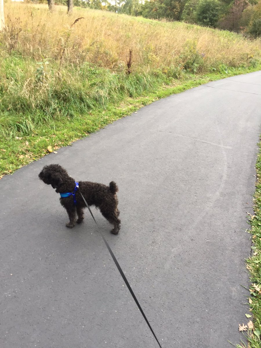 fitlifedeano's tweet photo. I'll have to settle for a brisk walk today. #FracturedToe #SprainedKnee #walk #puppy https://t.co/Rqgk3Oxwk1