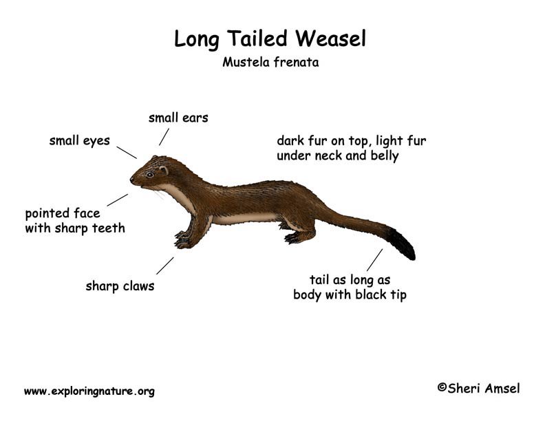 На русском long tails. Short-tailed Weasel. Суматранская выдра анатомия. Short Tail. Ermine с английского.