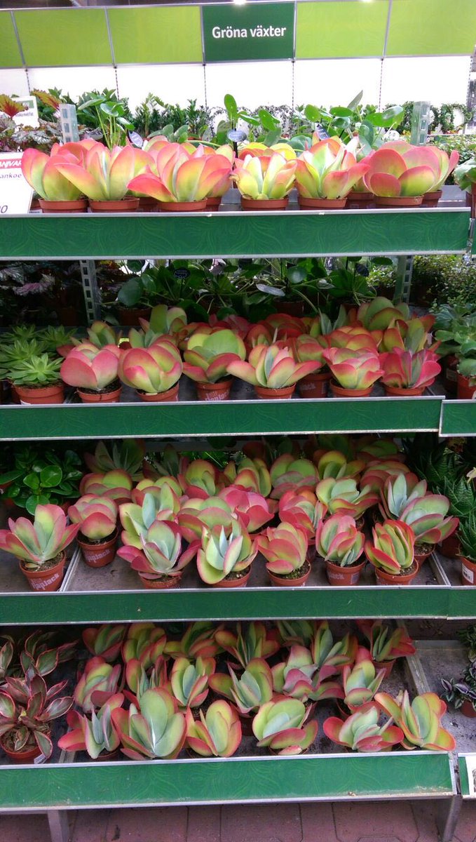 Maurice Langelaan komt #flapjacks van <a href="/WillemsenWeijs/">René of Sietske</a> tegen in Zweden!