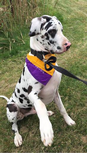 JamesRStellar's tweet photo. Blitz.  Game #2.  He is our good luck charm.  Go team! #UAlbany https://t.co/8R4R7bthdD