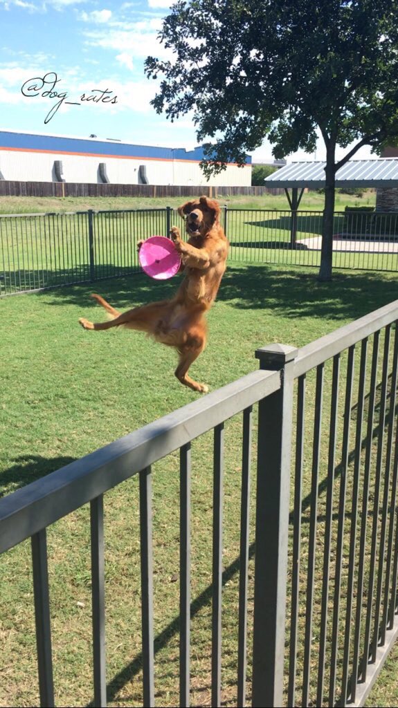 dog_rates's tweet photo. This is Rusty. He's going D1 for sure. Insane vertical. 13/10 would draft https://t.co/AsykOwMrXQ