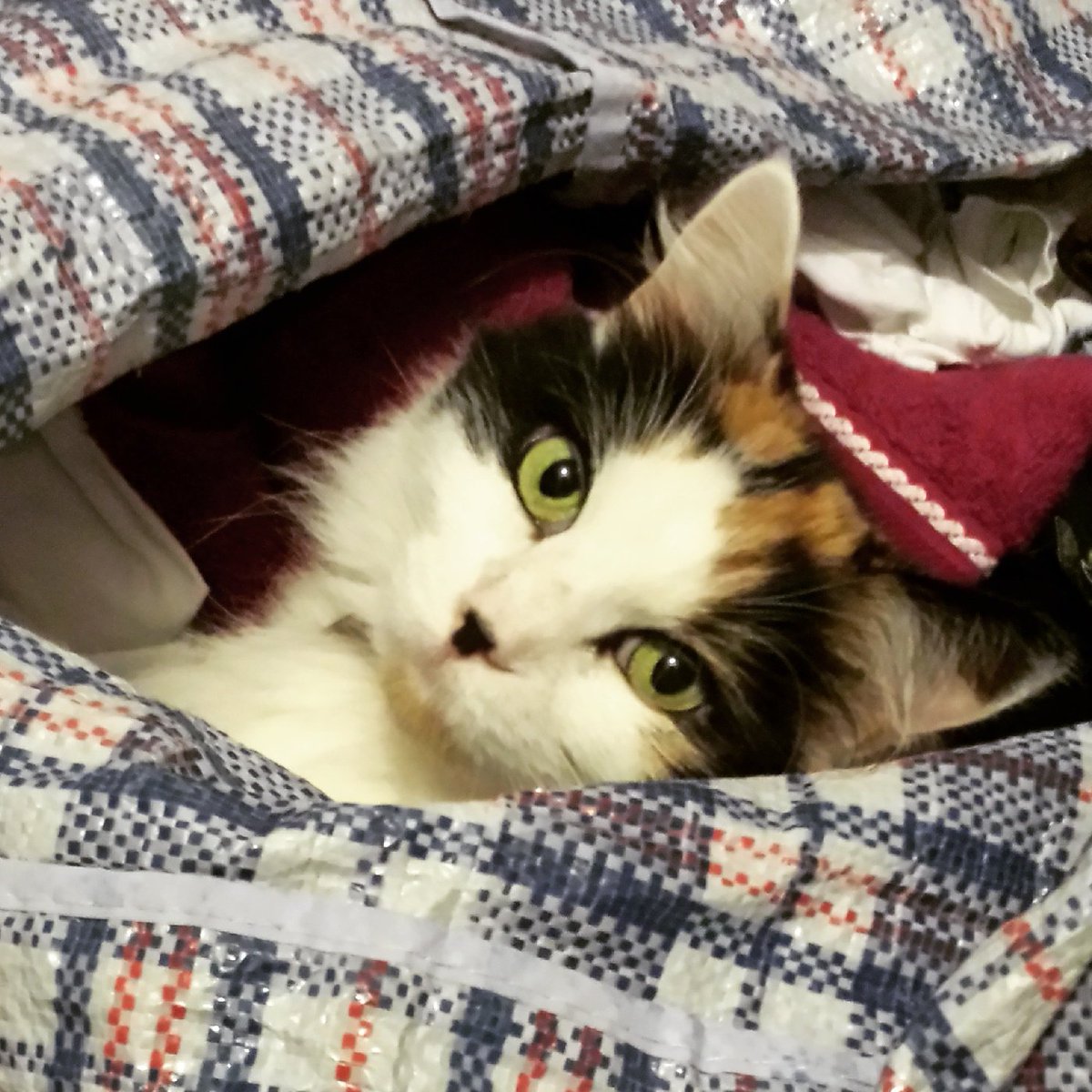 duffybetts's tweet photo. My cousin Motor's version of helping with the laundry.  I just like to steal the socks.  #catlife #wasntme #family #dogsstillrule https://t.co/SgoM4sQVl9