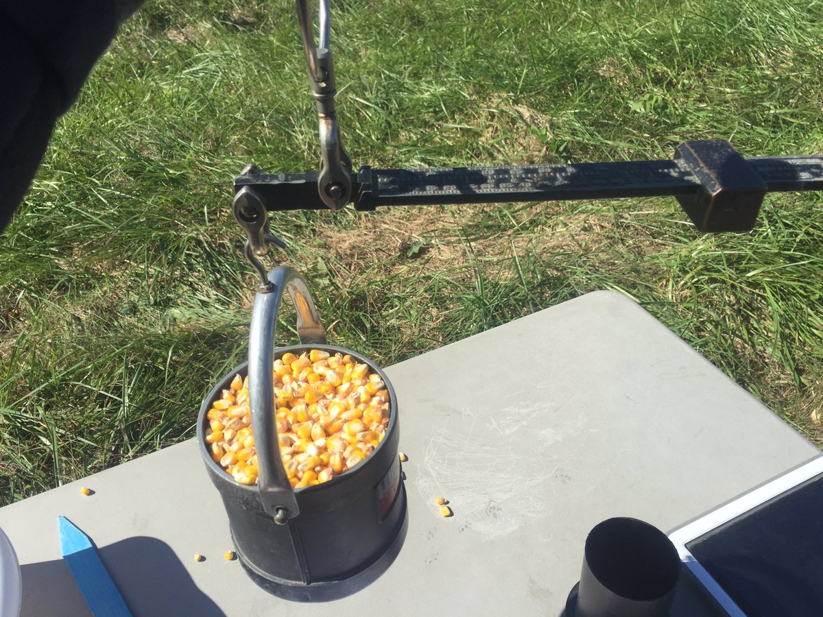 Harvesting Farina population trials today! Thanks to Randy McElroy for all his help and support <a href="/Channel_SIL/">Channel S. Illinois</a>