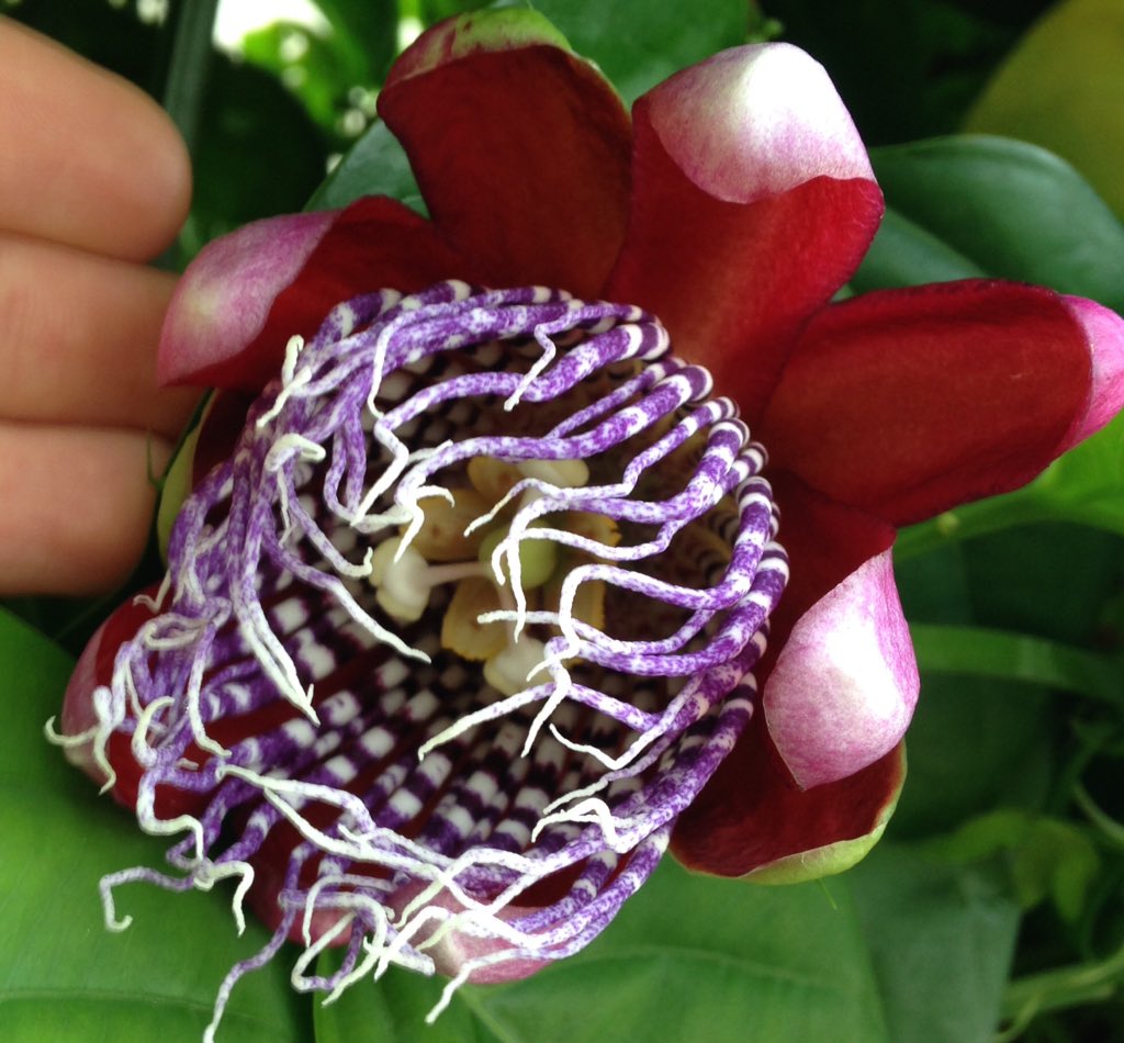 thorogoodchris1's tweet photo. Passiflora alata: a passion flower native to the Amazon, long used in traditional medicine. https://t.co/6E3jLC4UGd