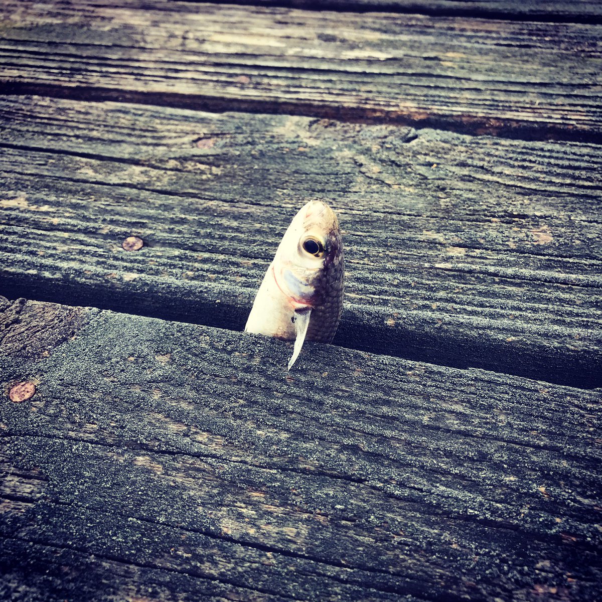 DouglasDBunch's tweet photo. First documented casualty in Hollywood, SC #hurricanematthew #fishlivesmatter https://t.co/x7IKiZ6Axs