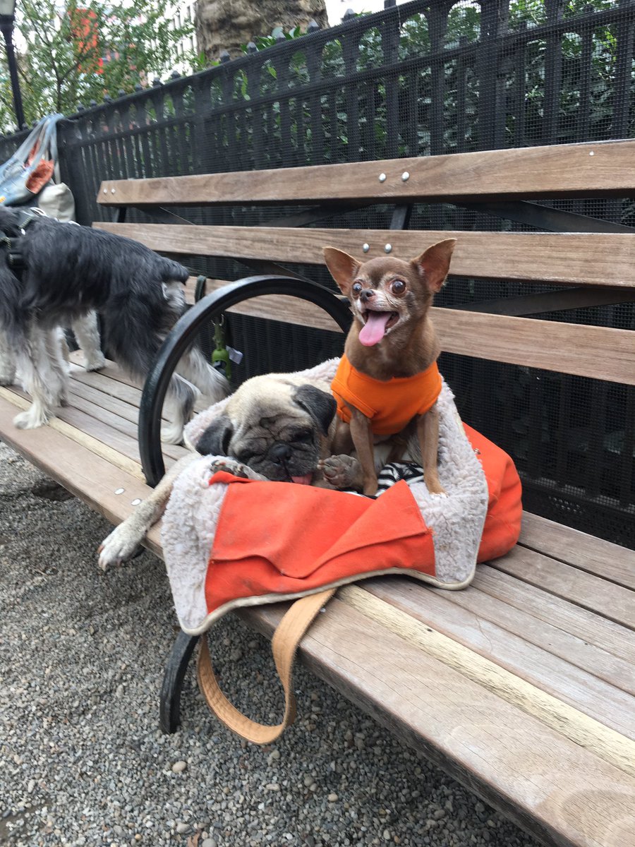 apugnamedemoji's tweet photo. Hey @chloekardoggian fun fact: my man cave transforms into the #VIPee section. #youcantsitwithus
#adoptasenior https://t.co/nmJ47c6npg