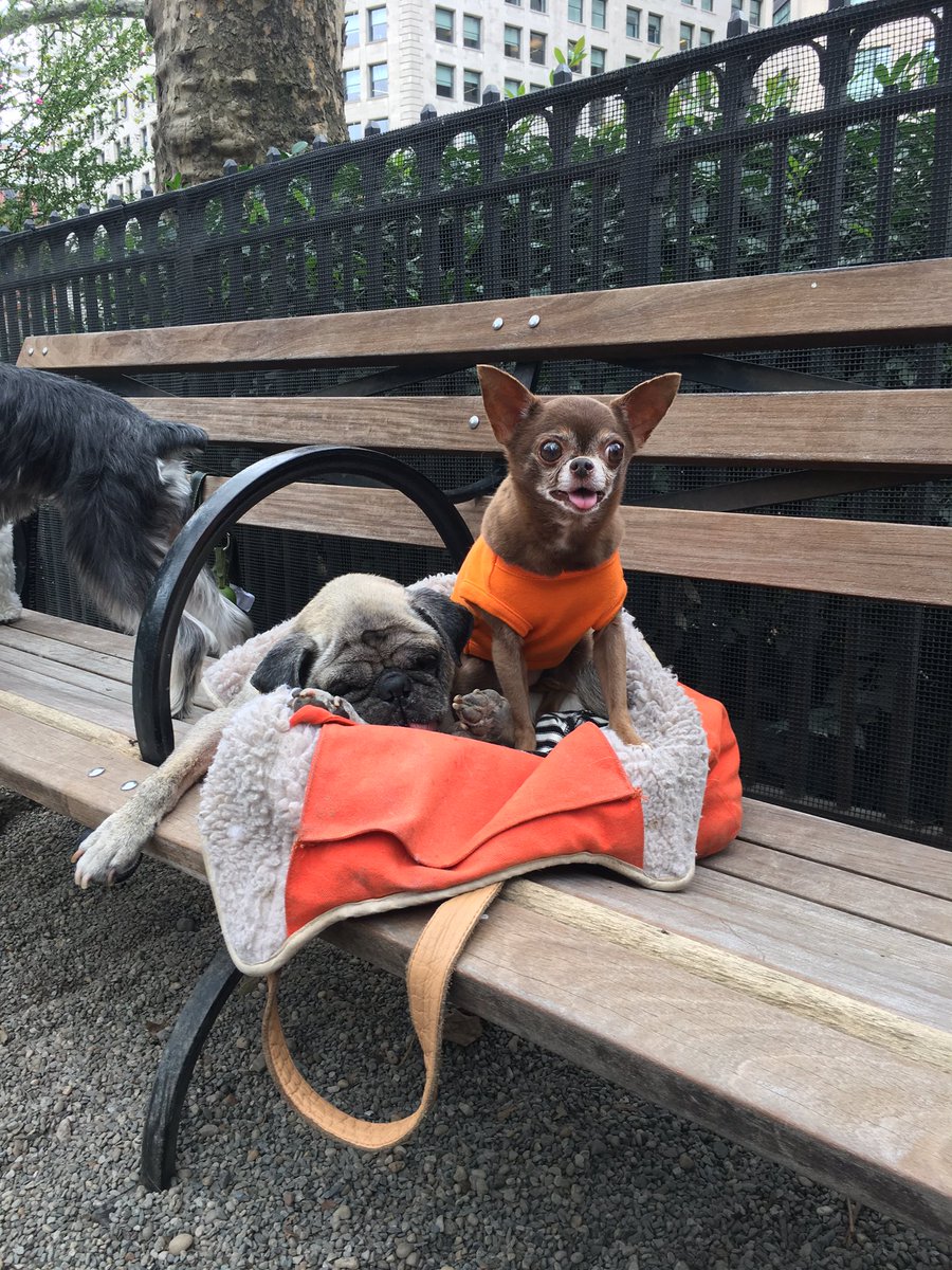 apugnamedemoji's tweet photo. Hey @chloekardoggian fun fact: my man cave transforms into the #VIPee section. #youcantsitwithus
#adoptasenior https://t.co/nmJ47c6npg