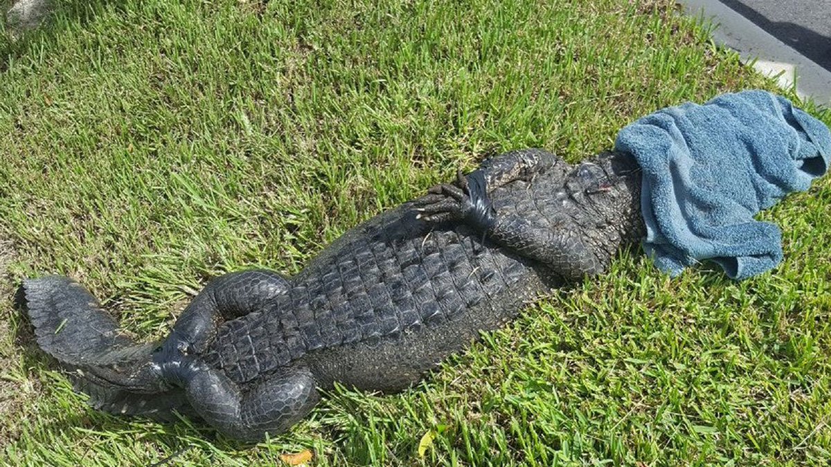 7-foot long alligator walks around apartment complex parking lot, police officers say bit.ly/2dVvhVB?utm_me… https://t.co/1cY6kSWUQL